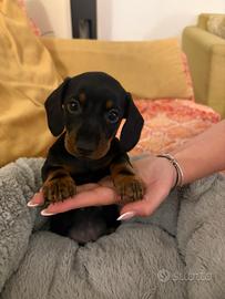 Cuccioli di Bassotto Tedesco Nano