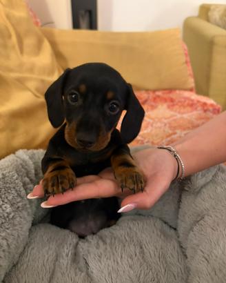 Cuccioli di Bassotto Tedesco Nano