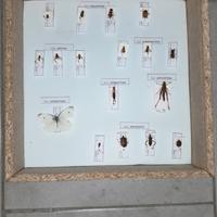 Scatola entomologica 17 insetti