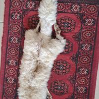 Stola di volpe (collo