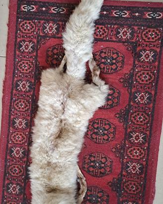 Stola di volpe (collo