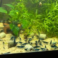 Caridine blu in sconto