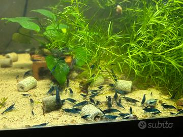 Caridine blu in sconto