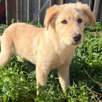 Cagnoline incrocio maremmane Labrador