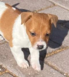 Cuccioli di jack russiell