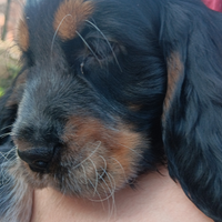 Cocker spaniel maschio tricolore
