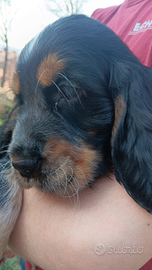 Cocker spaniel maschio tricolore