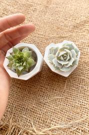 Set di vasetti per succulente e piccoli piantine