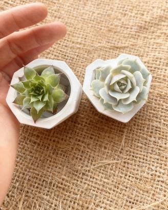 Set di vasetti per succulente e piccoli piantine