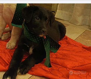 Cuccioli Borador (Labrador mix Collie