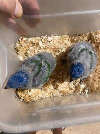 Pappagalli Lori Rubritorquis