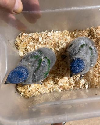 Pappagalli Lori Rubritorquis
