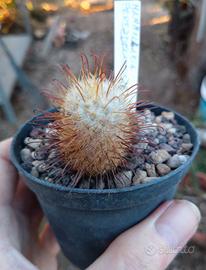 Mammillaria perezdelarosae. Pot 8 cm Cactaceae 