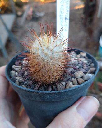 Mammillaria perezdelarosae. Pot 8 cm Cactaceae 