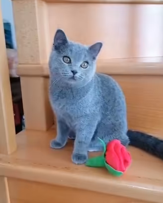 Scottish blu