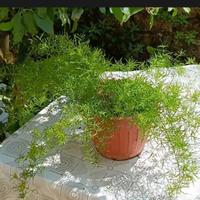 Asparagina ornamentale,  densiflorus  'Sprengeri' 