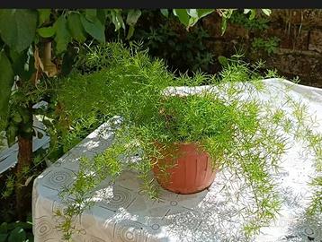 Asparagina ornamentale,  densiflorus  'Sprengeri' 