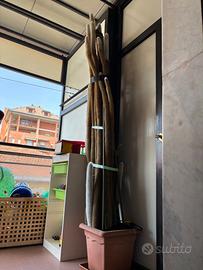 Cleistocactus strausii pianta grassa Gigante