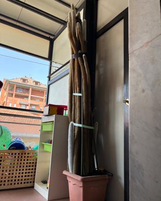 Cleistocactus strausii pianta grassa Gigante