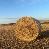 Balloni foraggio avena