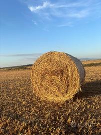 Balloni foraggio avena
