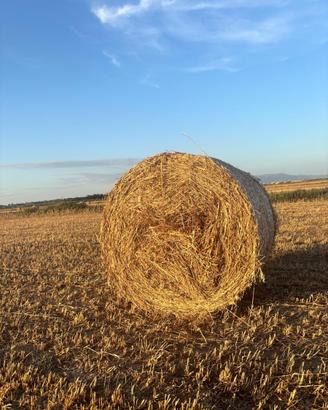 Balloni foraggio avena