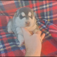 Cuccioli di mamma Husky