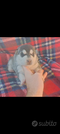 Cuccioli di mamma Husky