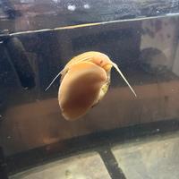 Sono lumache molto belle