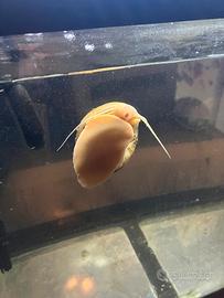 Sono lumache molto belle