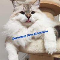 Gatto Siberiano Neva-Masquerade ipoallergenico