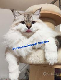 Gatto Siberiano Neva-Masquerade ipoallergenico