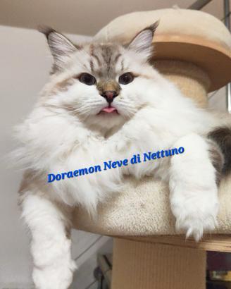 Gatto Siberiano Neva-Masquerade ipoallergenico