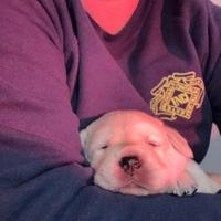 Cucciolo Labrador Giallo