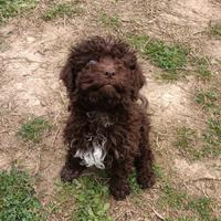 Cucciolo di Lagotto Romagnolo con Pedigree Roi