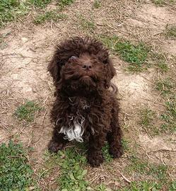 Cucciolo di Lagotto Romagnolo con Pedigree Roi