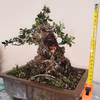 Bonsai olivastro