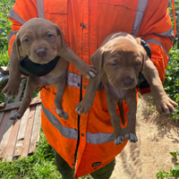 Pitbull con pedigri cartaceo ADBA