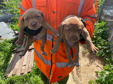 Pitbull con pedigri cartaceo ADBA