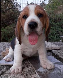 Cuccioli di beagle - disponibili