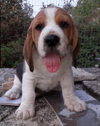 Cuccioli di beagle - disponibili