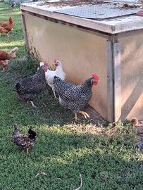 Galline 