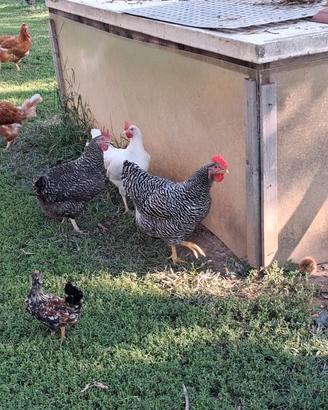 Galline 