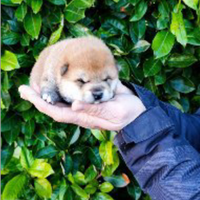 Cuccioli Shiba Inu Autentici