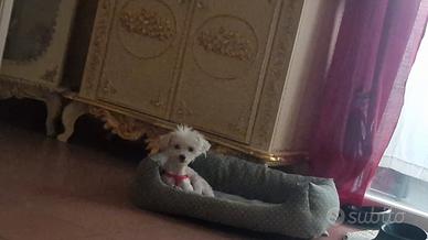 cucciolo maltese