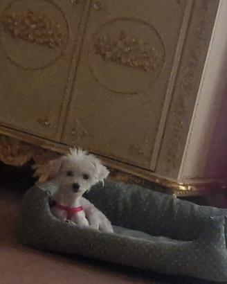 cucciolo maltese