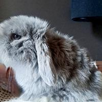 Conigli arietini nani minilop