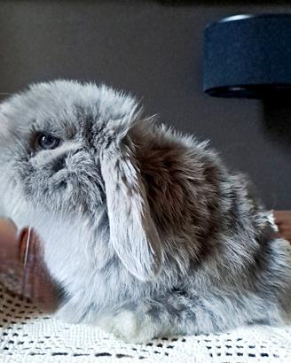 Conigli arietini nani minilop