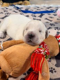 Golden retriver