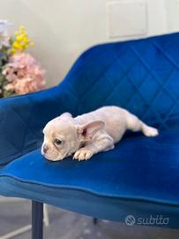 Cucciolo bulldog francese bianco